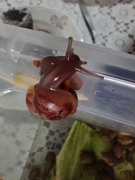 Улитки Ахатины 1шт-30грн