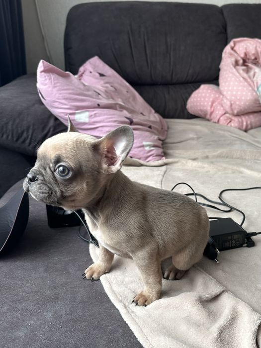 Французький бульдог хлопчик