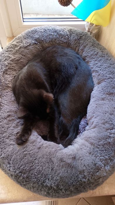 Чудо котик шукає дім