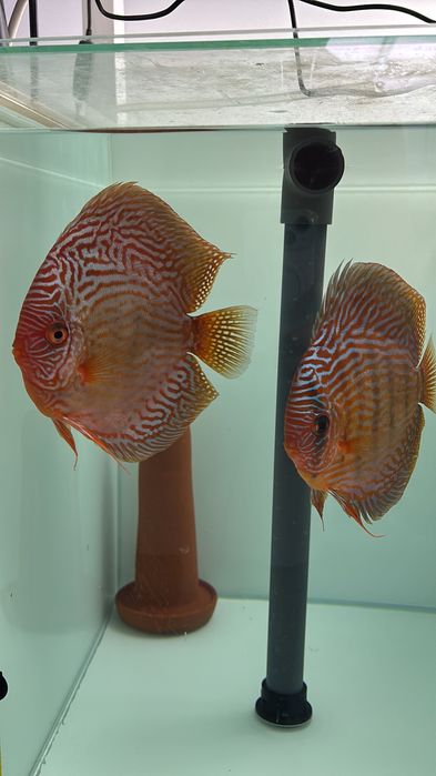 Casais peixe Disco