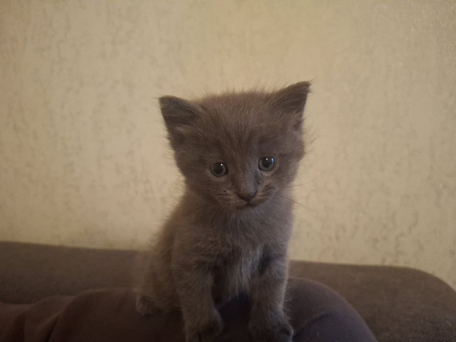 Продам британське кошення