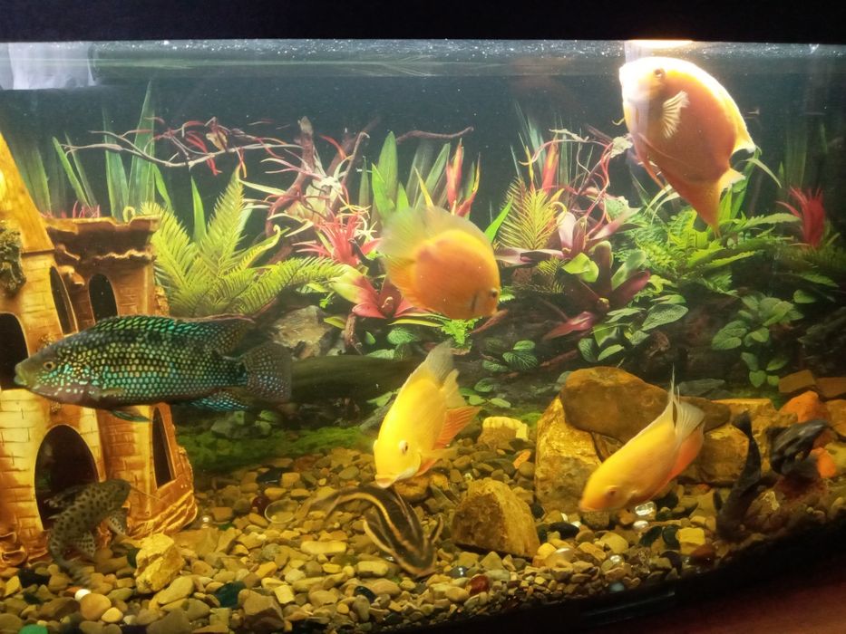 Продам акваріум на 200 л.разом з рибками