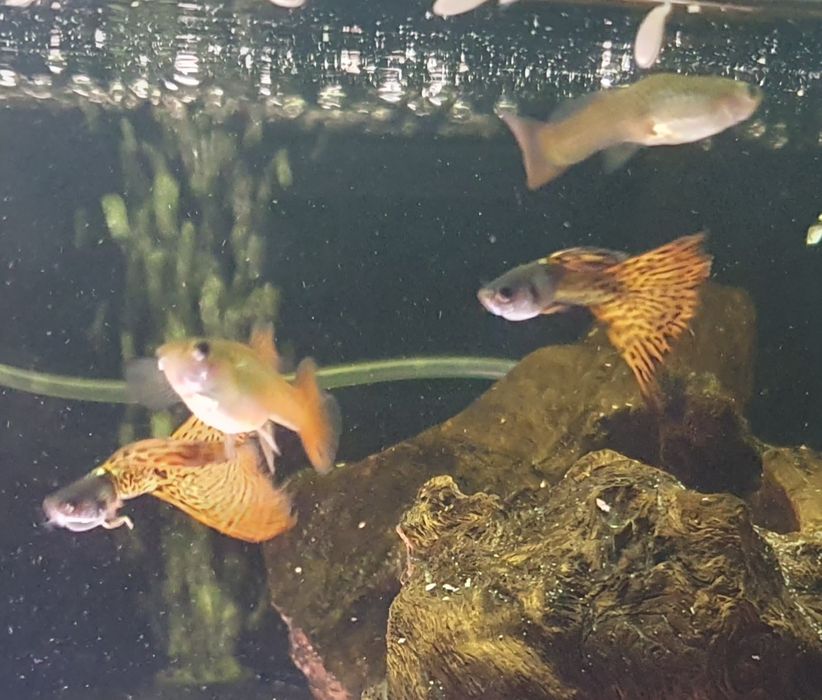 Gupiki Filigran Moskiewski Gupik Rasowy WYSYŁKA