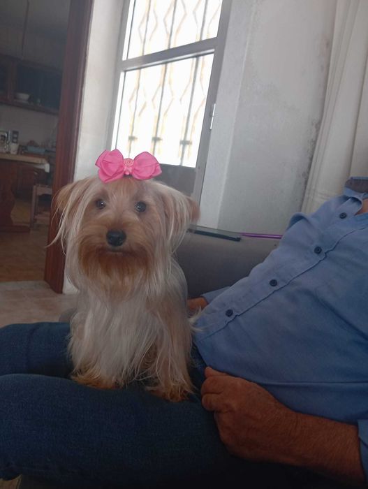 Yorkshire terrier femea linda