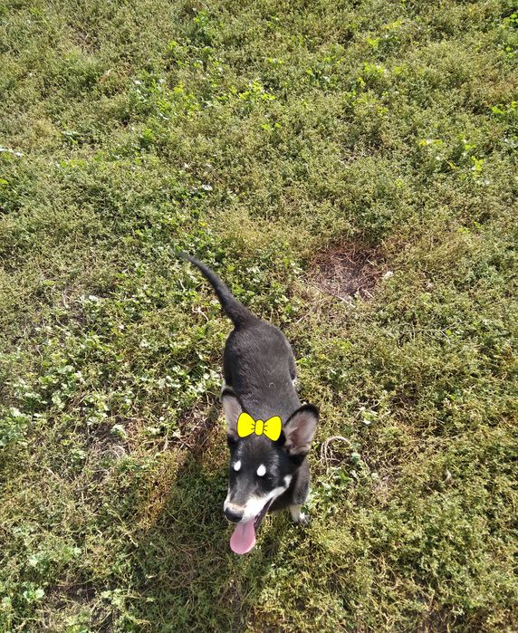 Віддам в добрі руки.