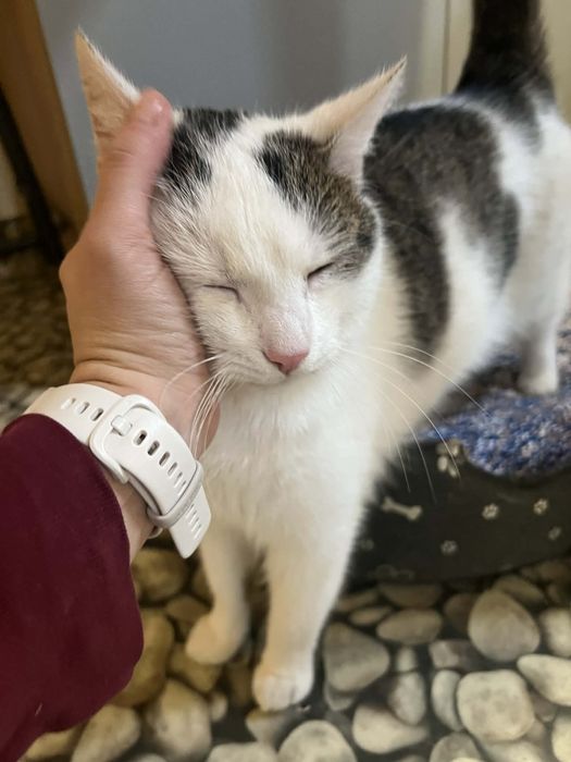 Kocurek Lolek szuka domu!