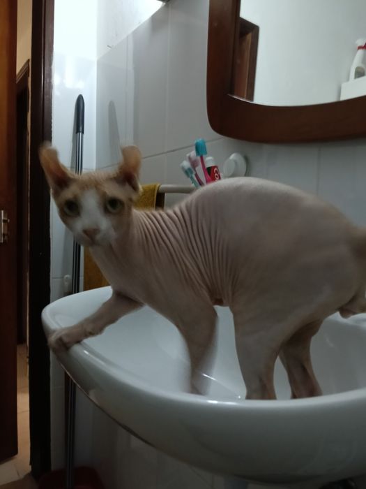 Gatinho Sphynx 1 ano