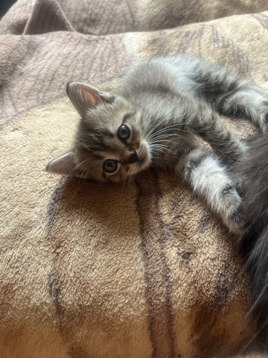 отдам котят в хорошие руки