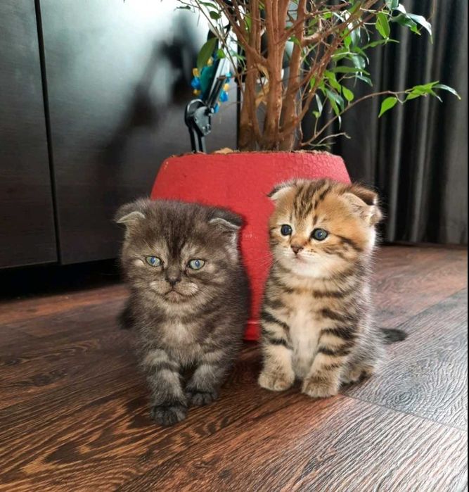 Вязка кота     .