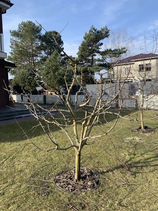 Обрізка плодових дерев. Обрізка саду