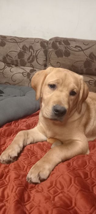 Шикарний хлопчик чекає на маму і тата