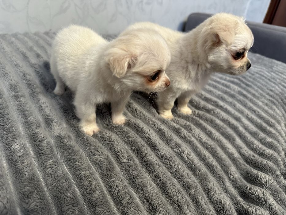 Чихуахуа довгошерстні хлопчики