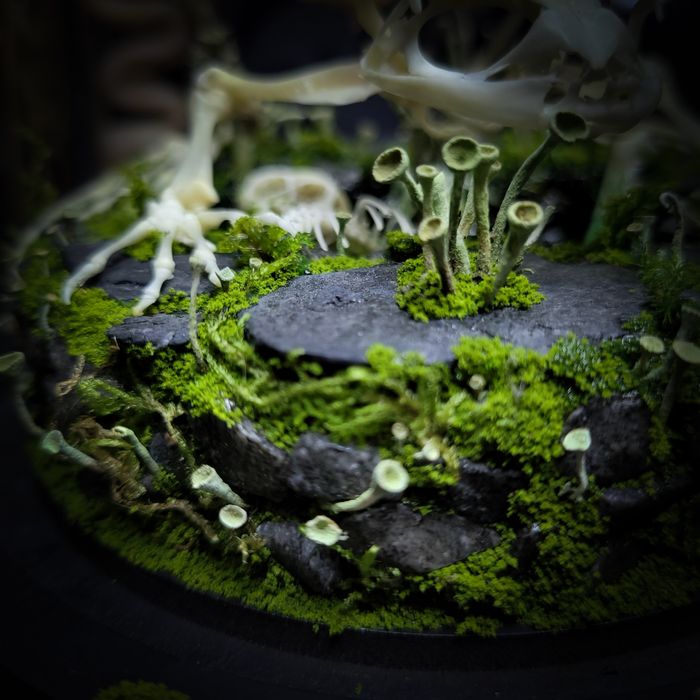 Taksydermia szkielet ropuchy