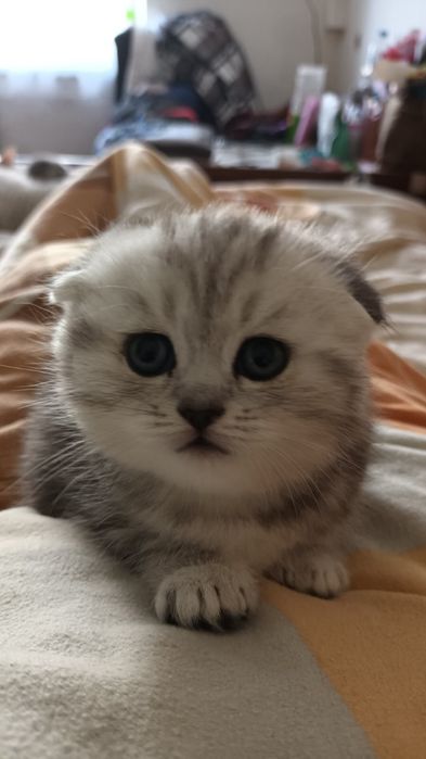 Вислоухий кот вязка