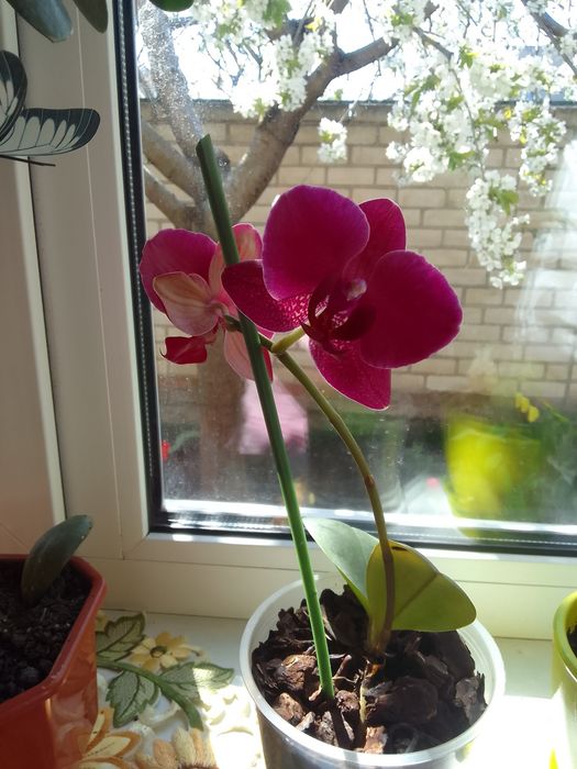 Орхидея бардовая