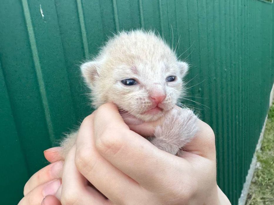 Кошенята 1.5 тижня, безкоштовно, віддам в добрі руки