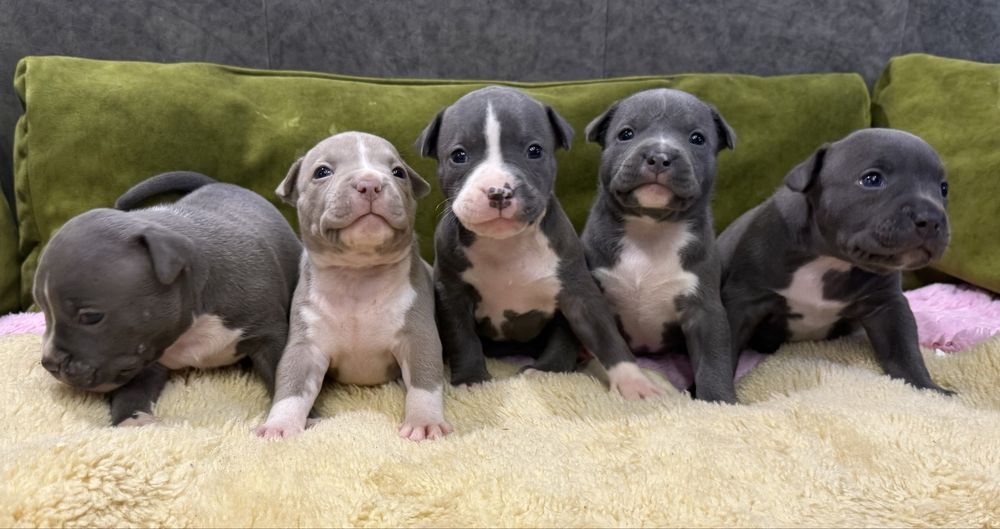 Амеріканські булі