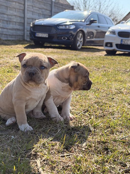 Amstaff nie pitbull , cane corso , american bully