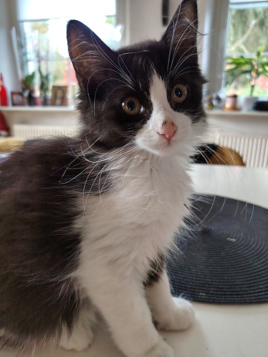 Kotki gotowe do adopcji