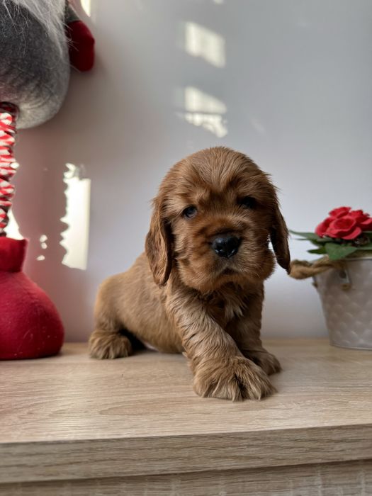 Cocker Spaniel piesek złoty