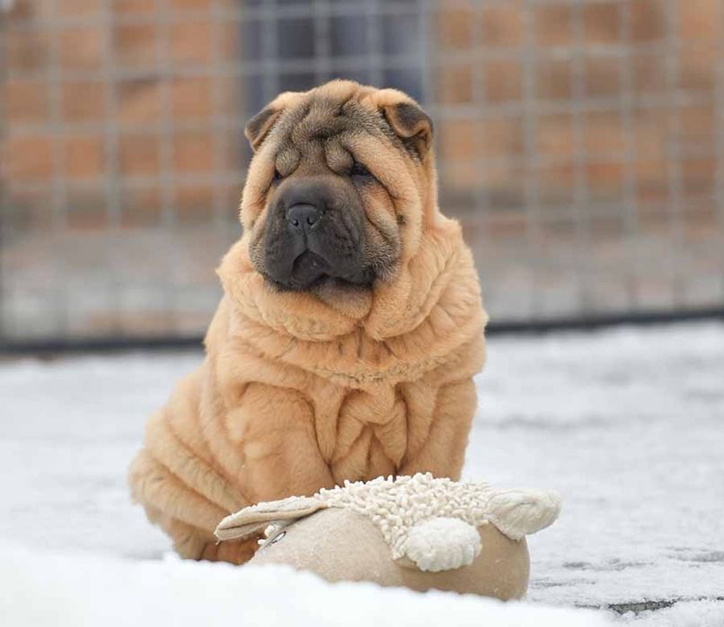 Шарпей, девочка привита