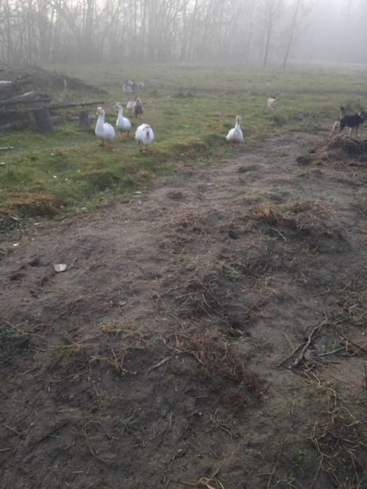 Продам гусака пивтораричного билого