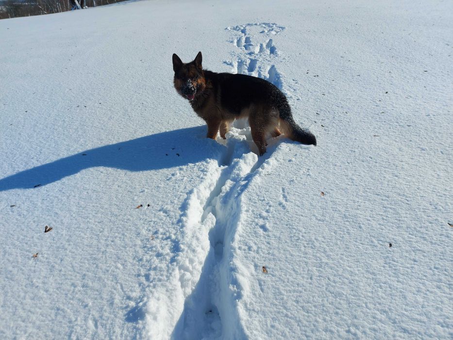 В'язка \ вязка кабель \ пес німецька вівчарка \Кобель немецкой овчарки