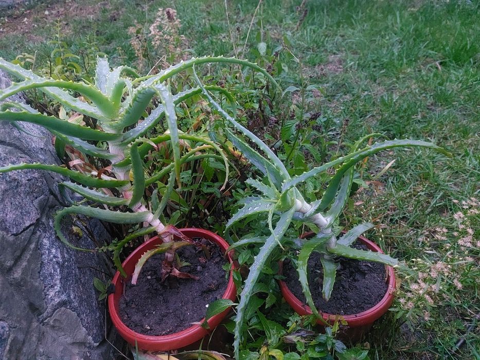 Колюча   квітка  АЛОЕ .  Район  Лялі Убийвовк.