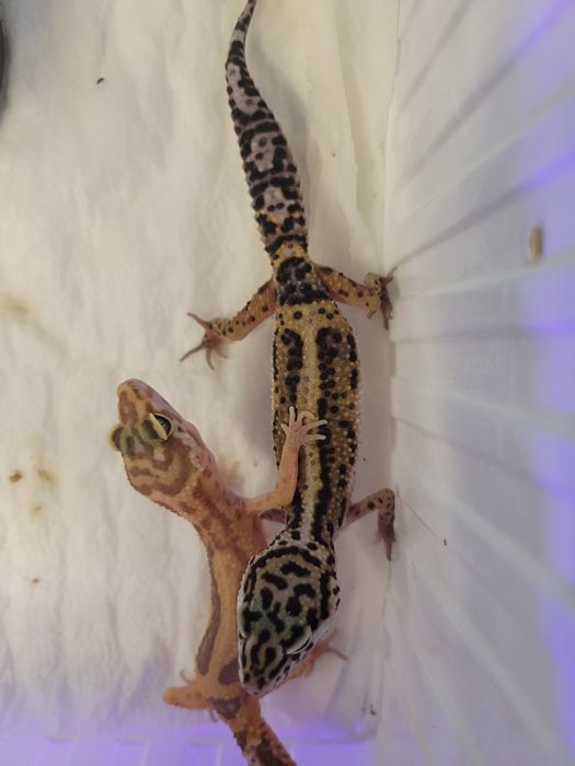 Gekon lamparci w sklep zoologiczny Pawik.pl