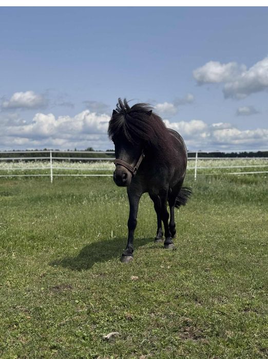 Konik kucyk klacz 100cm na sprzedaż