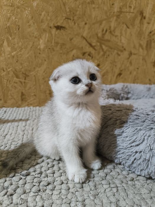 Шотландські висловухі кошенята срібна шиншила