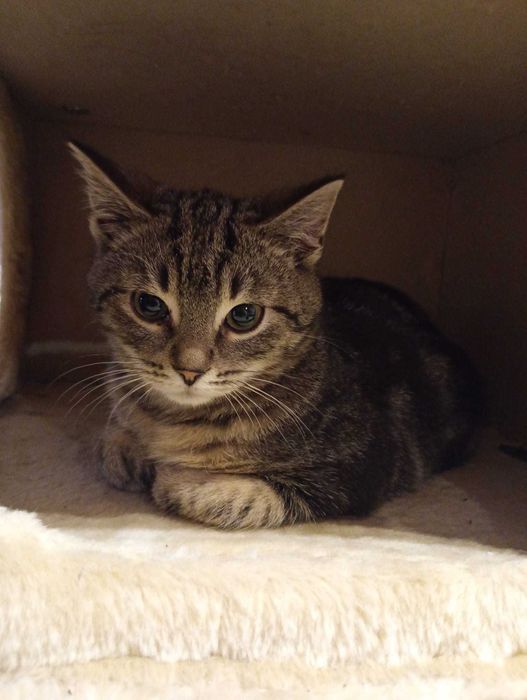 FELUŚ 5 miesieczny kotek do adopcji