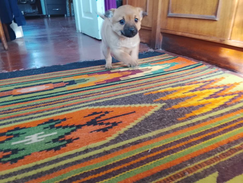 Цуценятко від бездомної собачки шукає дім