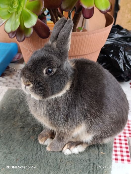 Coelho anao para adoção