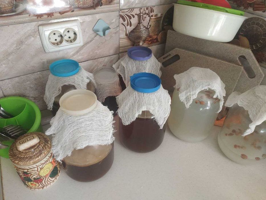 Чайный гриб "Комбуча".