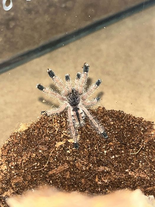 Avicularia Juruensis M2 Peru Purple L4/L5