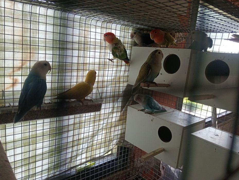 Vendo casal agapórnis mais 3 agapórnis