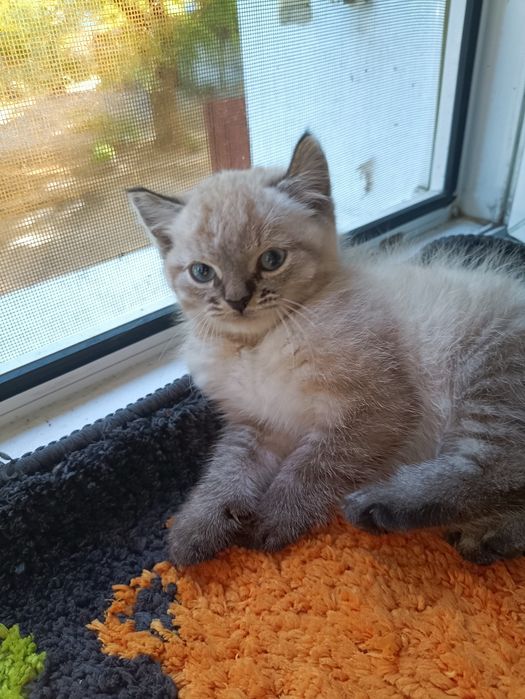 Тайській хлопчик шукає  доброго,люблячого хозяіна..