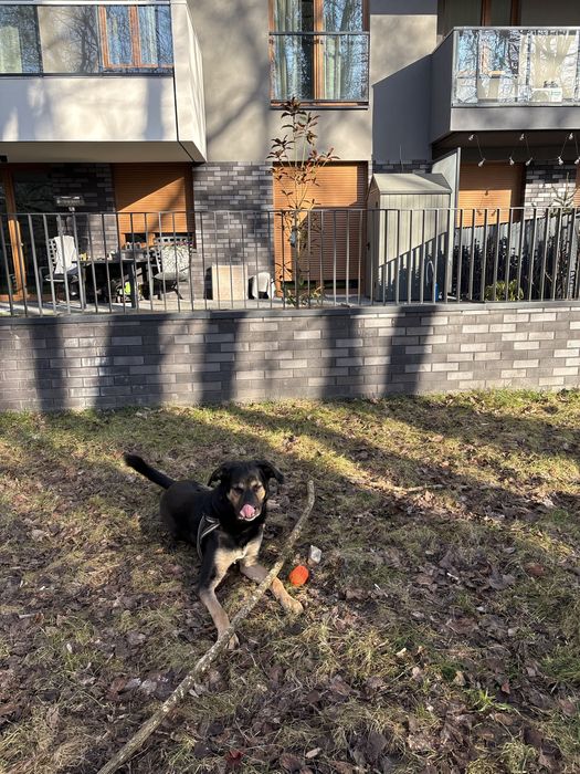 Oddam w dobre ręcę !PILNE!