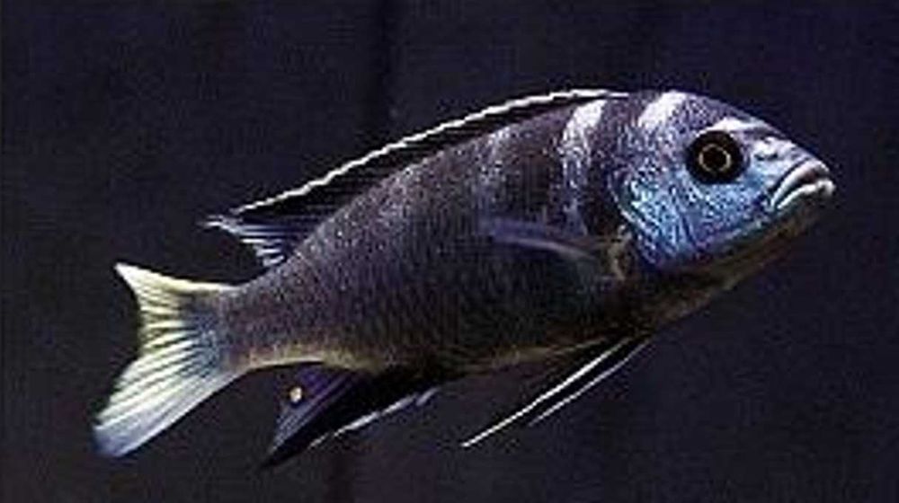 Pseudotropheus acei Ngara - Pyszczak - Pyszczaki - dowozimy, wysyłamy