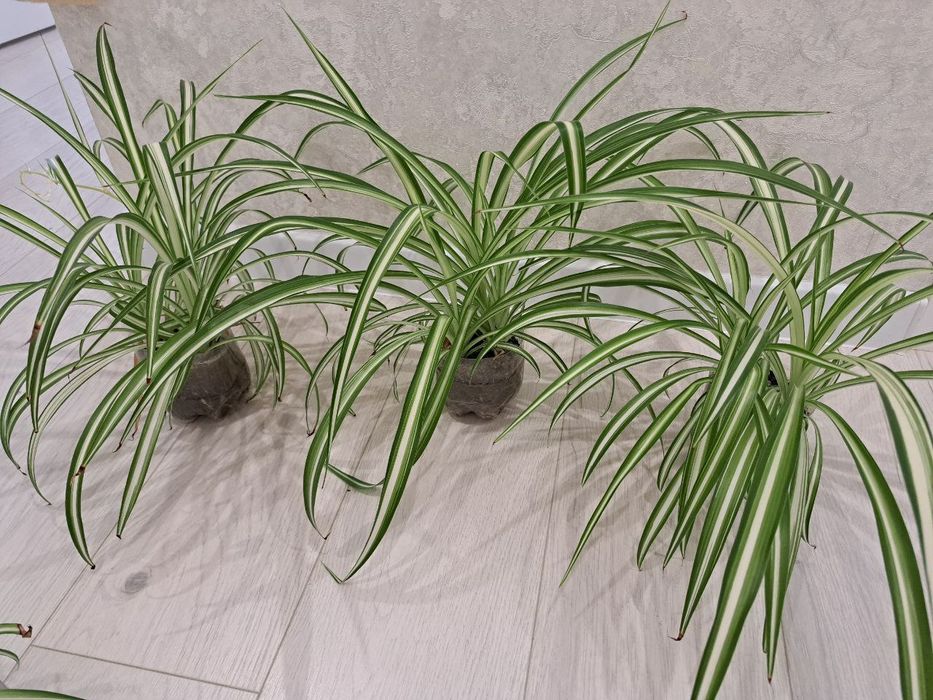 Хлорофітум, вазон очищує повітря