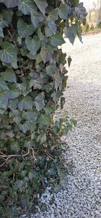 30 sadzonek bluszcz zimozielony ogrodowy