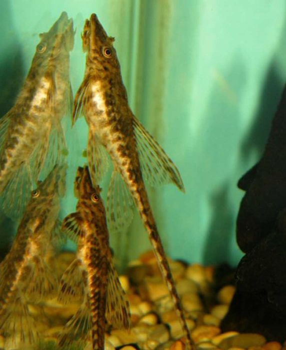 Zbrojnik drobny - Rineloricaria parva XXL - Loricaria - dowóz, wysyłka