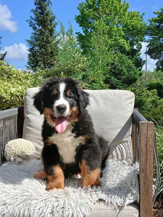 Bouvier Bernois disponível