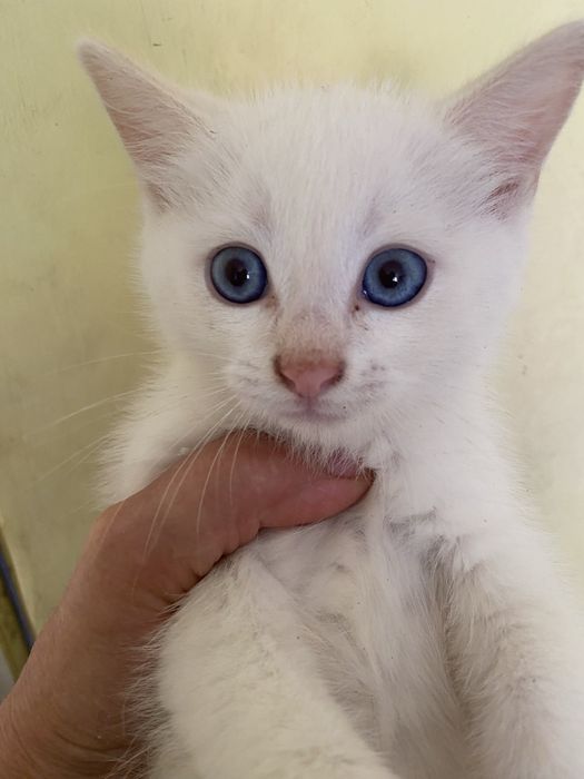 біле кошеня з синіми очима