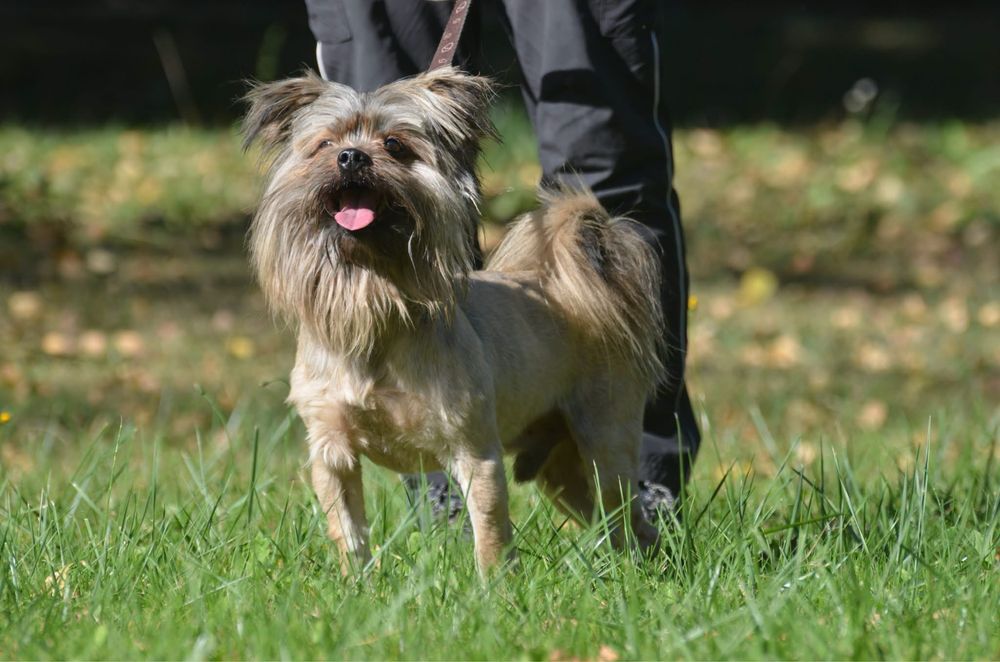 Miecio-do adopcji