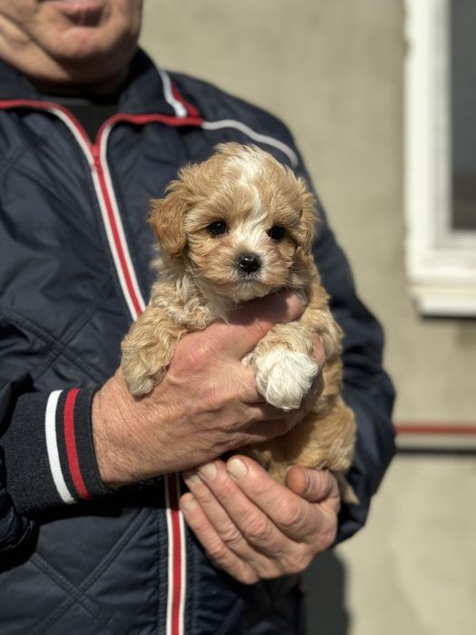 Мінік мпльтіпу до 2,5 кг