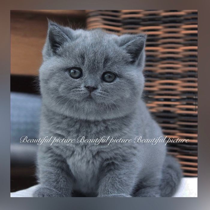 У продажу дуже гарні кошенята