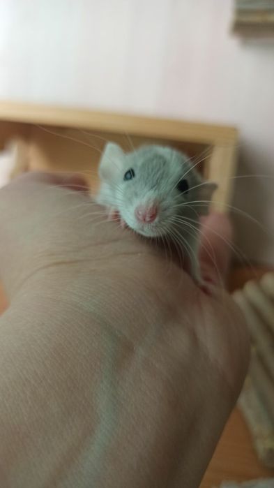 Криса дамбо хлопчик, пацюк