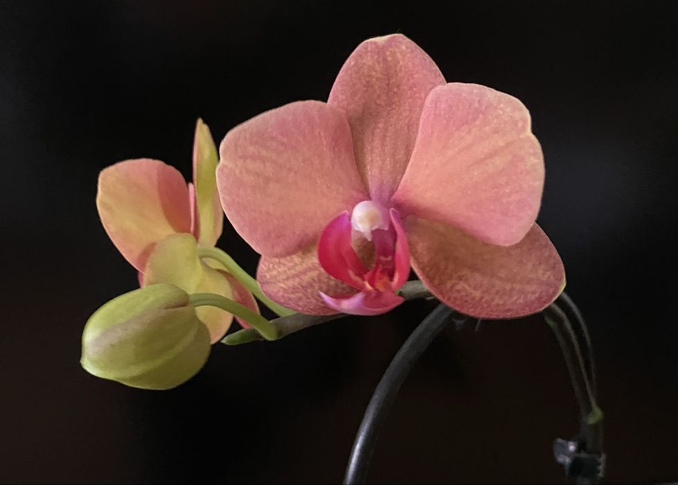 Орхідея Сурф Сонг (Surf Song)